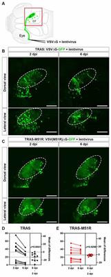 Cre-Dependent Anterograde Transsynaptic Labeling and Functional Imaging in Zebrafish Using VSV With Reduced Cytotoxicity